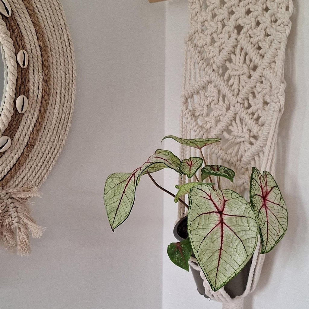 Macetero Colgante para plantas