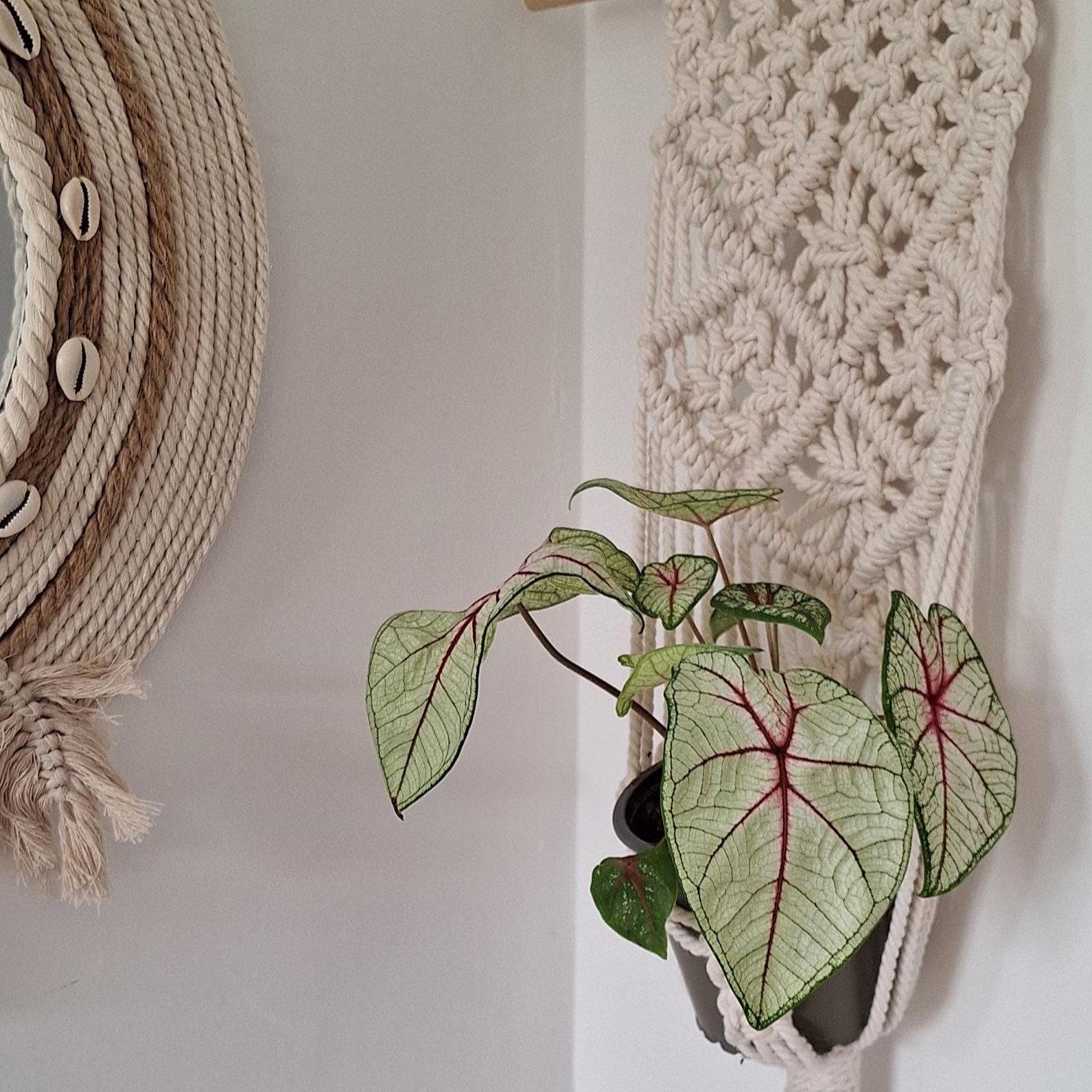 Macetero Colgante para plantas