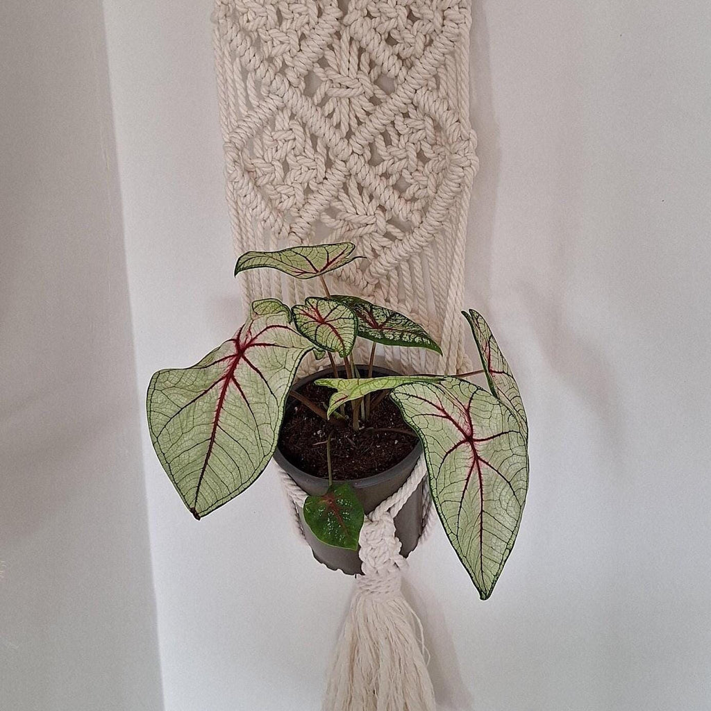 Macetero Colgante para plantas