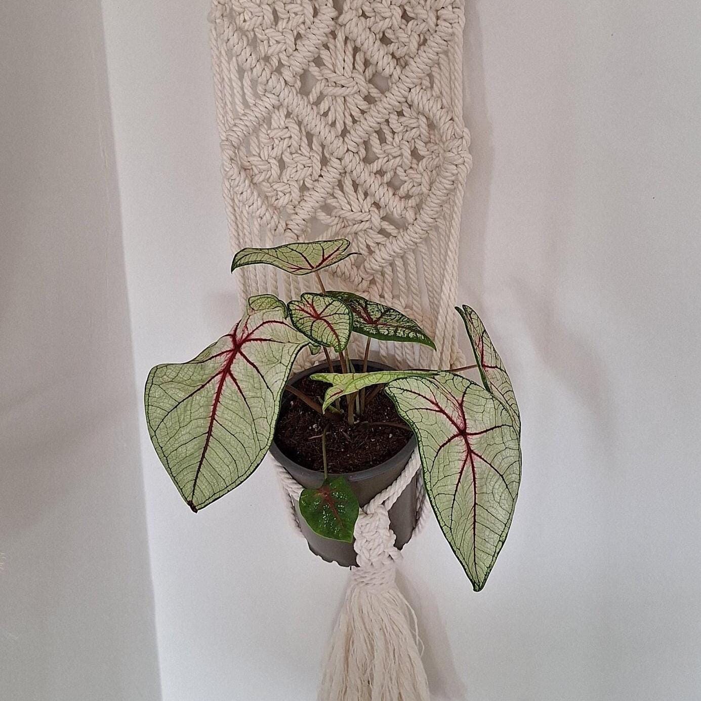 Macetero Colgante para plantas