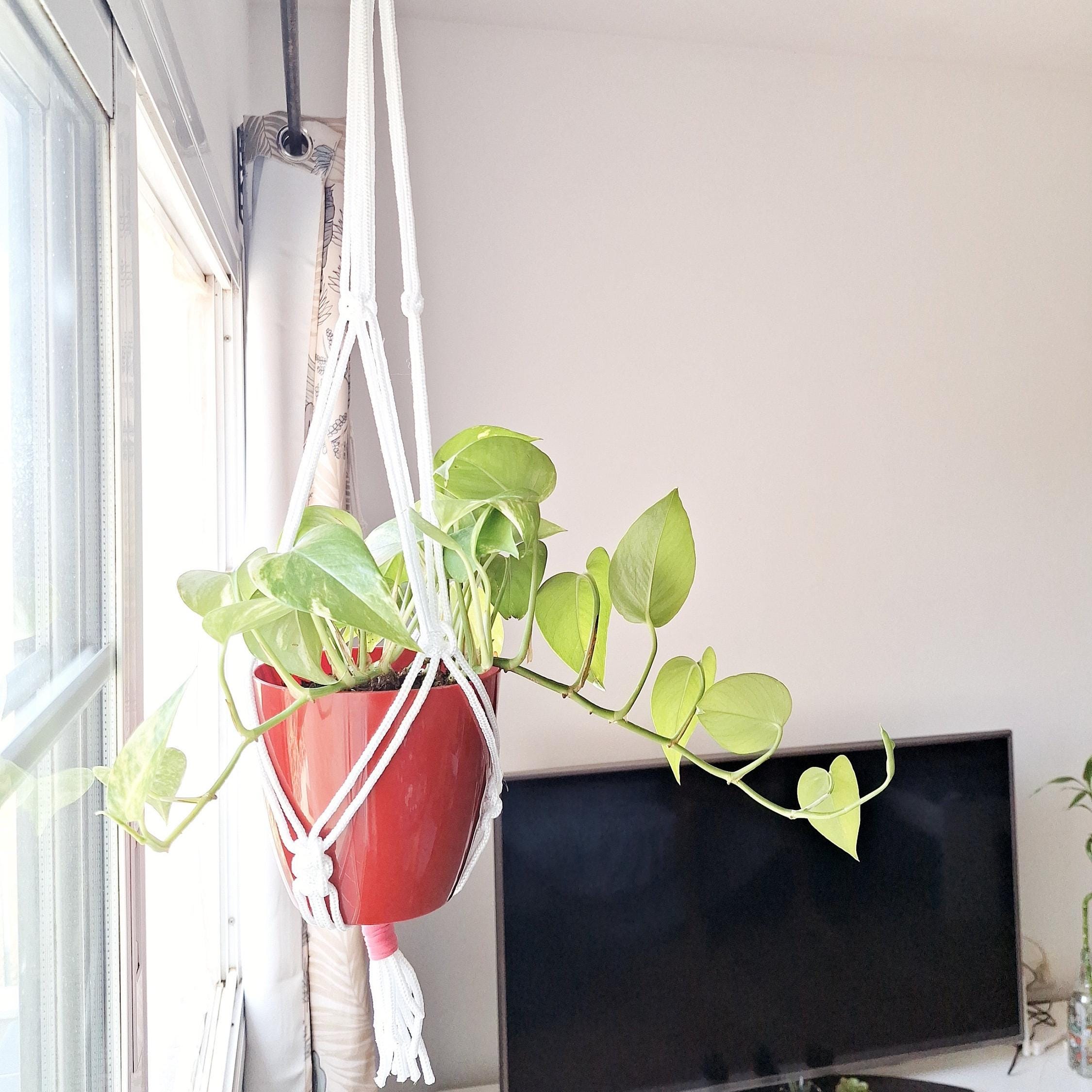 Macetero Colgante para plantas