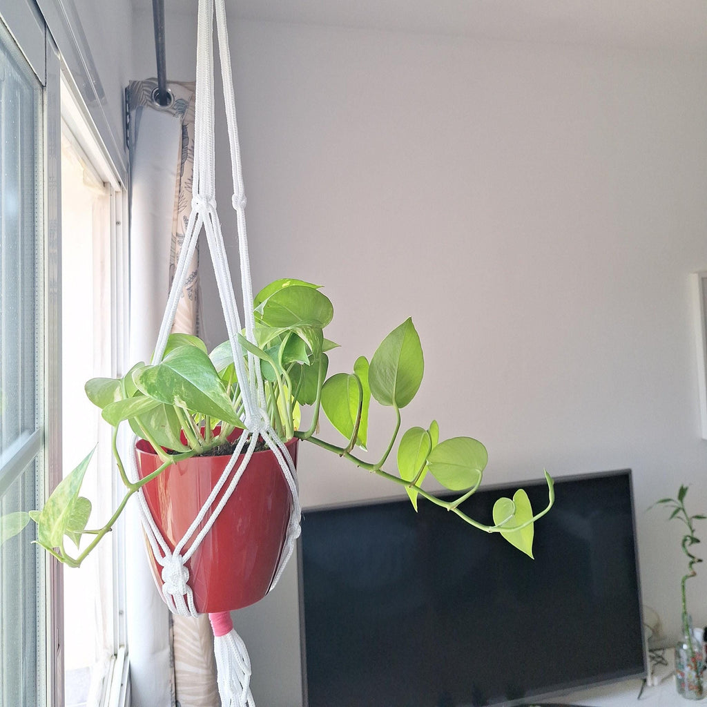 Macetero Colgante para plantas